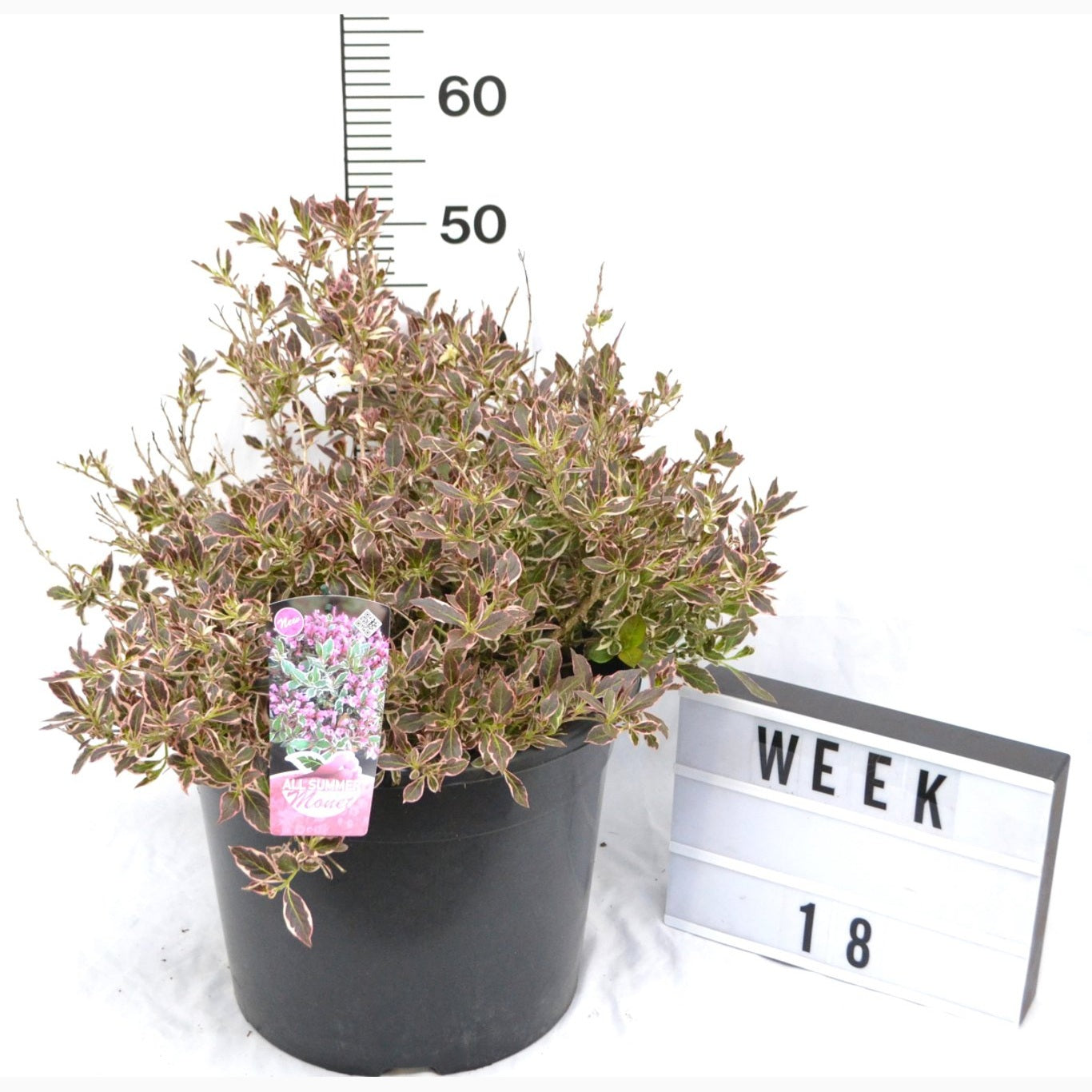 Praktweigela – Weigela florida 'All Summer Monet' - C12 60-70 CM